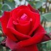 salyanthony10